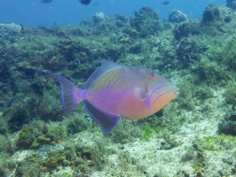 Queen Triggerfish IMG 4958
